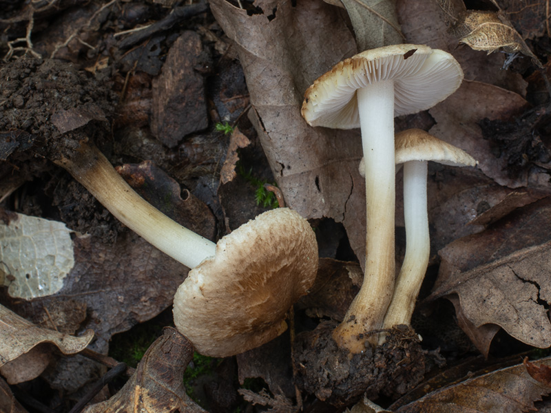Inocybe tenebrosa Inocybe tenebrosa